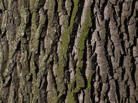 Hrastovo lubje na veji drevesa