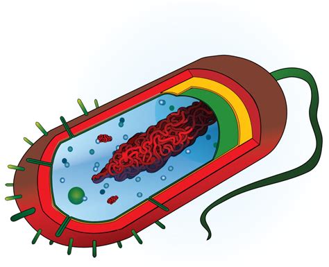 diagram celice bakterijske vaginoze