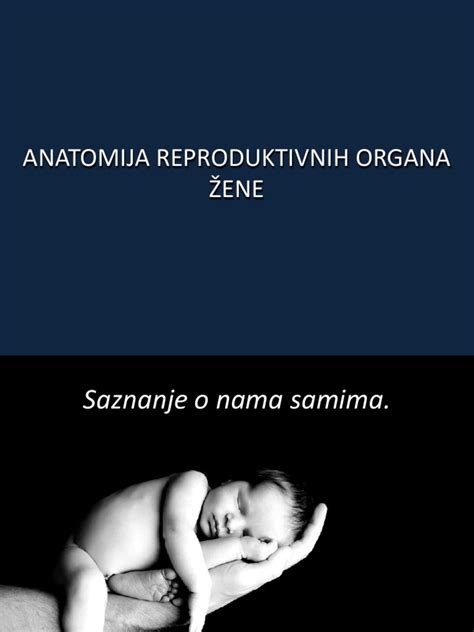 anatomija nosečnice s plodom