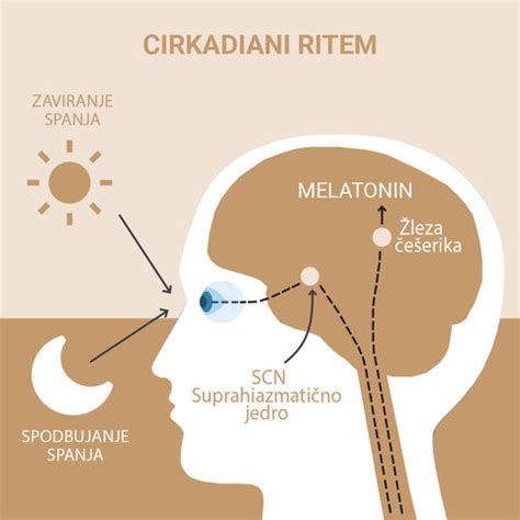 Diagram prikazuje vpliv svetlobe na cirkadiani ritem