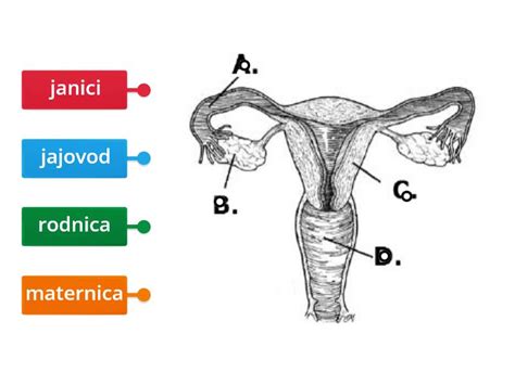 Diagram prikazuje ženski reproduktivni sistem z označenimi jajčniki in jajcevodi.