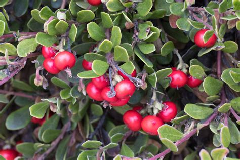 Ilustracija rastline Arctostaphylos uva-ursi