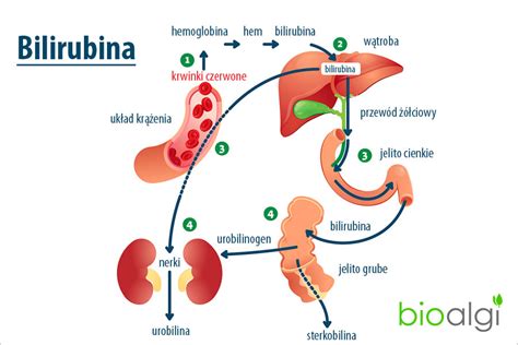 Diagram procesa razgradnje hemoglobina in nastanka bilirubina