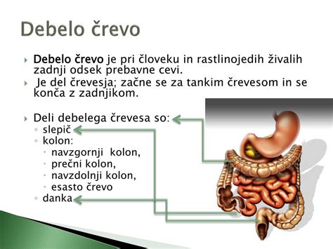 anatomija debelega črevesa