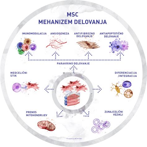 Diagram, ki prikazuje mehanizem delovanja testa nosečnosti z zaznavanjem hCG