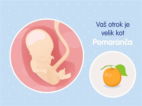 Ilustracija kitajskega koledarja nosečnosti