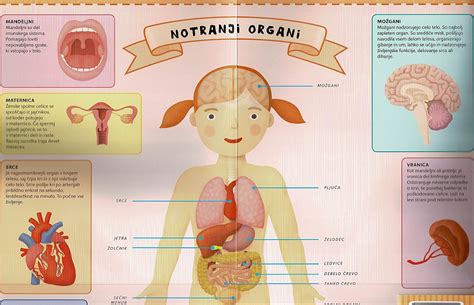 Ilustracija ženskega telesa s poudarkom na prebavnem sistemu
