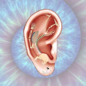 Ilustracija akupunkturnih točk na ušesu