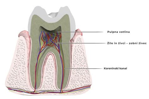 Diagram prikazuje anatomijo zob, vključno s korenino, sklenino in dentinom.