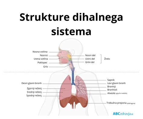 Diagram človeškega dihalnega sistema, ki prikazuje položaj pljuč in diafragme.