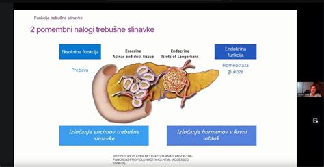 ilustracija človeške trebušne slinavke, ki proizvaja inzulin