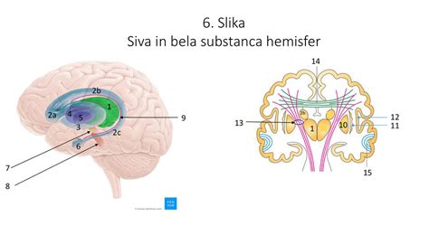 Diagram možganskih hemisfer in povezave med njimi