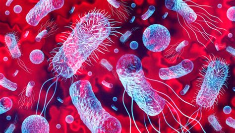 Mikroskopska slika bakterije Listeria monocytogenes