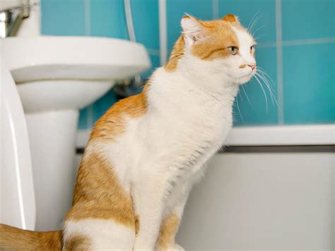 Ilustracija otroka, ki ima drisko