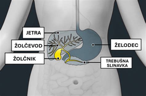 Diagram žolčnika in žolčevodov