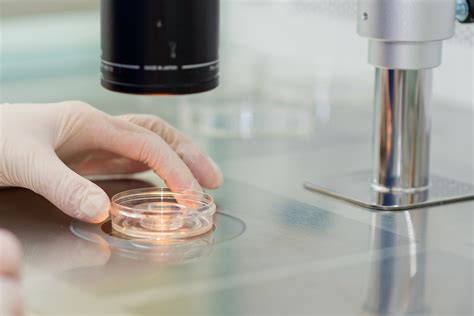 Shematski prikaz oploditve jajčne celice s semenčico v laboratoriju