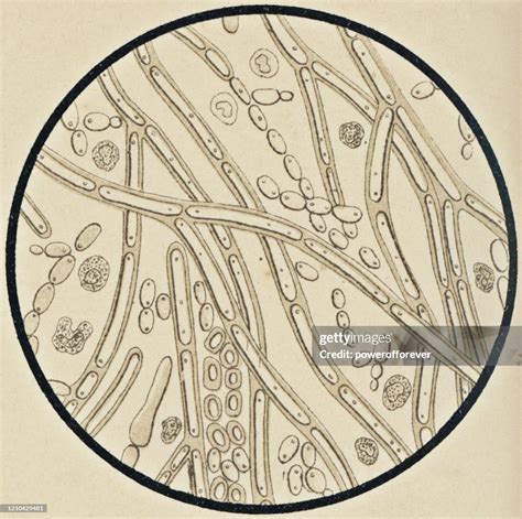 Mikroskopski posnetek glivic Candida albicans