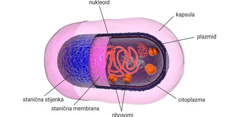 Prikaz delovanja antibiotikov na bakterije