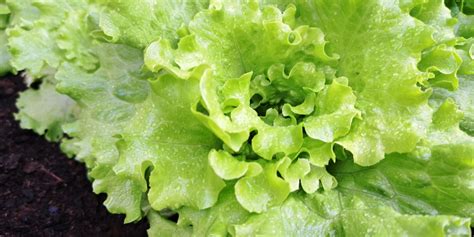 Ilustracija listnate zelenjave, kot so špinača in solata, z ikono folne kisline