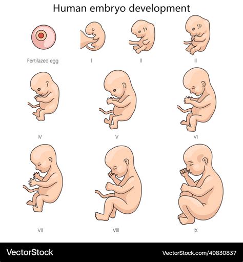 Diagram prikazuje maternico in zarodek