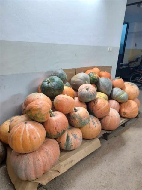 Fotografija sveže, oranžne buče, narezane na kocke