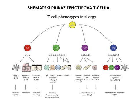 Shematski prikaz delovanja magnetne resonance