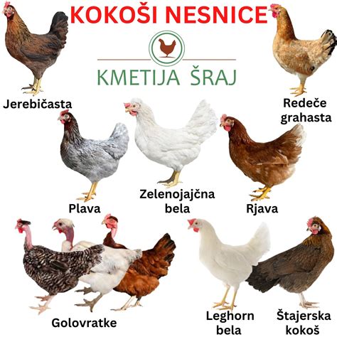 Ikona kokoši na kmetiji