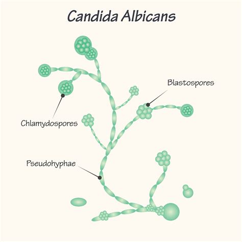 Diagram glivice Candida albicans