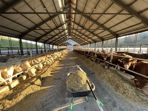 Lokalna kmetija z rejo perutnine