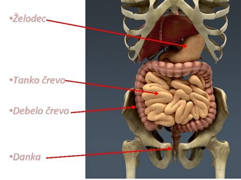 Diagram človeškega telesa s poudarjenimi organi (srce, ožilje, tanko črevo)