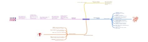 Diagram človeškega urinarno-spolnega sistema