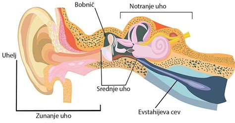 Diagram prikazuje anatomijo srednjega ušesa in možne poti vnetja