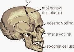 Diagram otroške lobanje s poudarjenimi sinusi