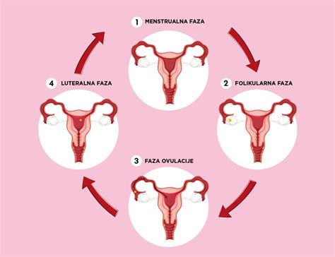 Ilustracija ženskega reproduktivnega sistema in menstrualnega cikla