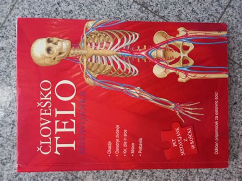 Ilustracija človeškega sečilnega sistema