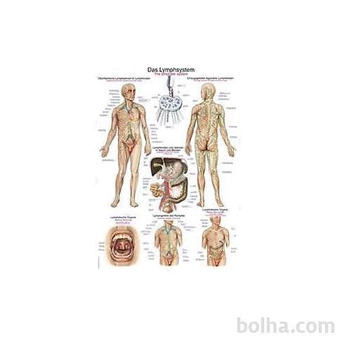 Diagram človeškega limfnega sistema z označenimi bezgavkami