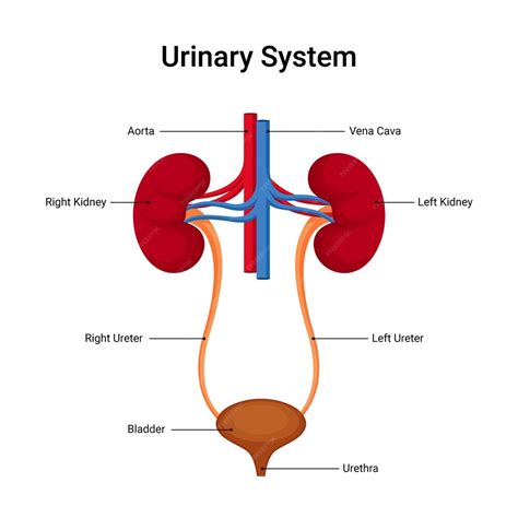 Diagram človeškega urinskega sistema