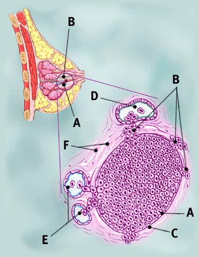 Anatomija ženske dojke z mlečnimi žlezami in izvodili