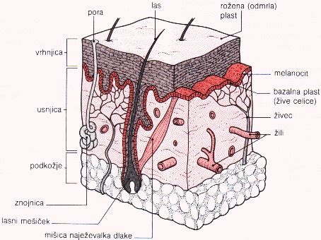 Diagram človeške kože z označenimi sloji: povrhnjica, usnjica in podkožje.