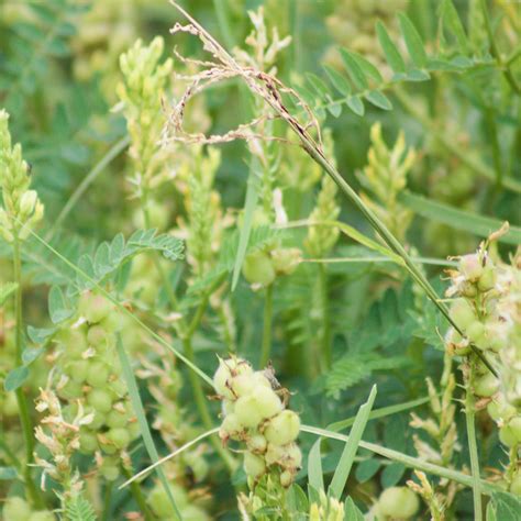 Fotografija rastline Astragalus