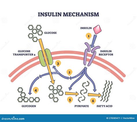 Diagram telesa prikazuje delovanje insulina.