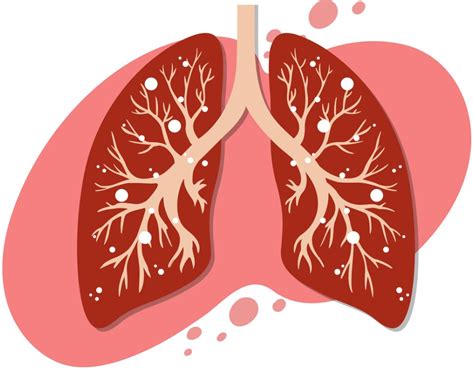 Diagram človeškega dihalnega sistema s poudarkom na pljučih in bronhijih