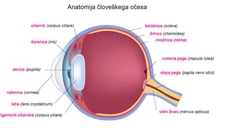 anatomija človeškega slepiča