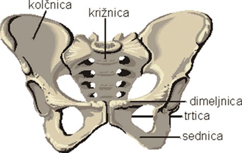 Diagram, ki prikazuje, kako nosečniški pas podpira medenični obroč