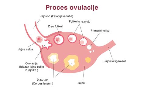 ovulacija in plodnost