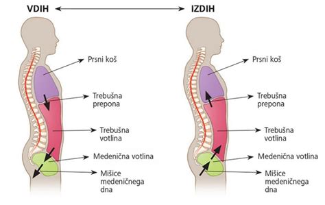 Slika medeničnega pasu