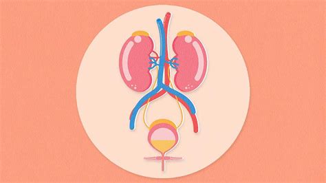 Diagram človeškega urinskega sistema z označenimi ledvicami, sečevodi in mehurjem.