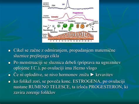Diagram menstrualnega cikla in sprememb maternične sluznice
