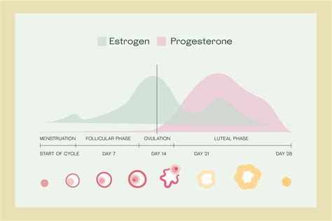 Hormoni v nosečnosti: progesteron in estrogen