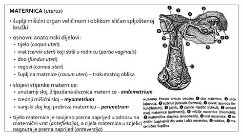 Diagram prikazuje maternični vrat v različnih fazah nosečnosti